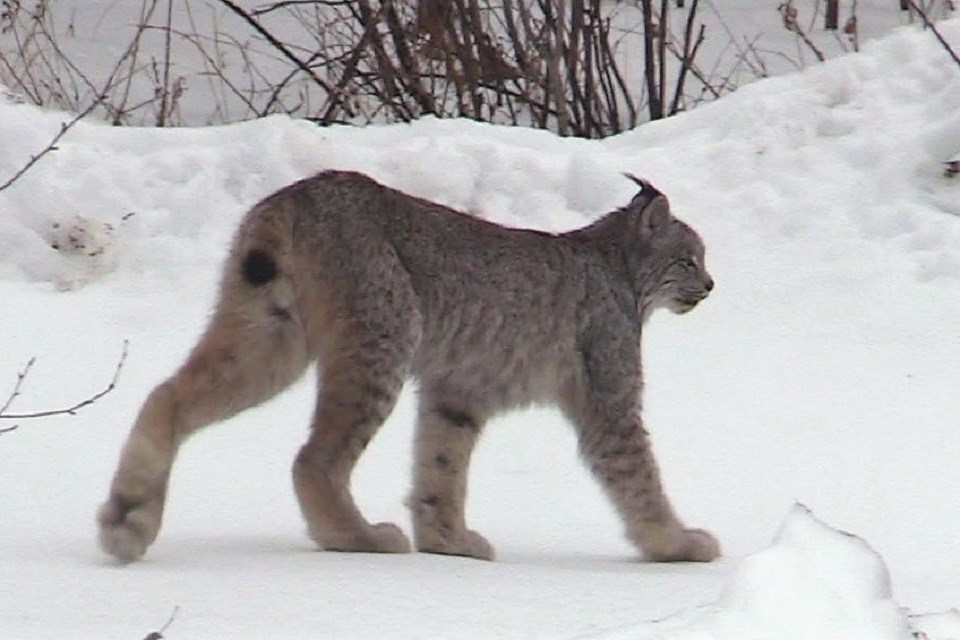 mvi_2332_moment-lynx-2-c